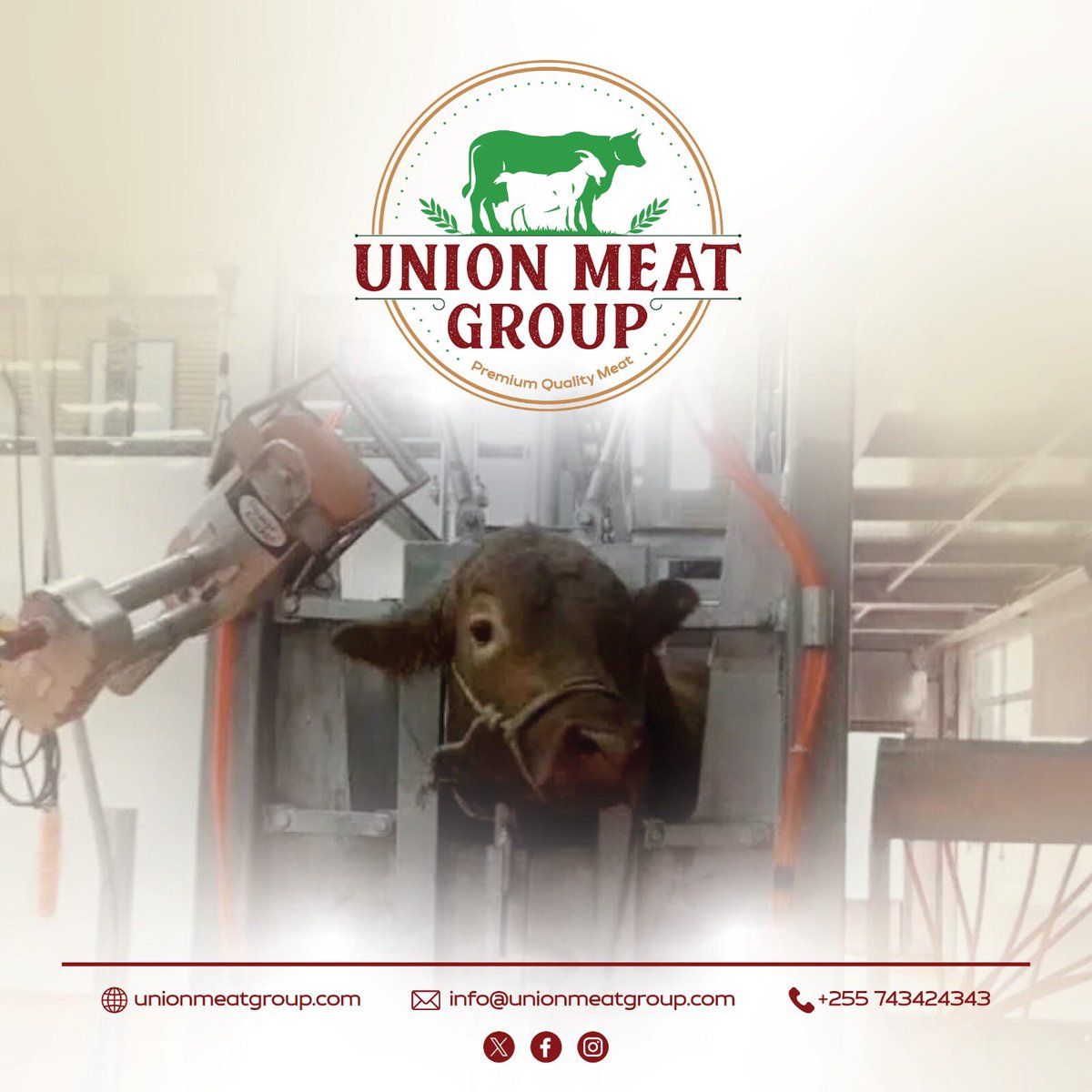 unionmeatgroup's tweet image. Discover precision and compassion in every cut with Union Meat Group's Slaughtering Services. Our expert team employs species-specific techniques for beef, lamb, and cattle, ensuring each slaughter meets our rigorous standards for quality and care. #UnionMeatGroup #UnionMeat