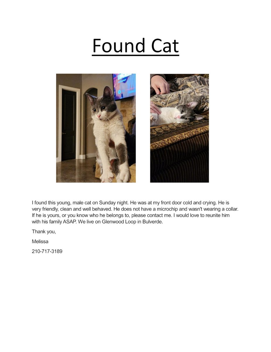 This youngster was found in #SanAntonio #LostCat #FoundCat