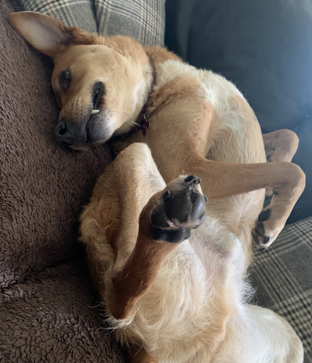 PJReed_author's tweet image. Rupert - The yoga challenge. Can you do ‘Sideways facing dog pose’ as well as Rupert? #yoga #yogadog