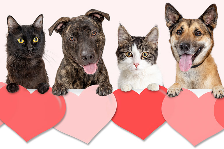 RocketRescues's tweet photo. This Valentine's Day, โค๏ธ let @fetchrocket ๐ be your companion in finding ๐ ๐ฌ ๐ what you need, while also supporting our furry friends ๐ ๐ in need of homes. ๐พ๐ #AdoptRocket #AdoptDontShop #ValentinesDay #dogs #pets https://t.co/lneGxfQfUN
