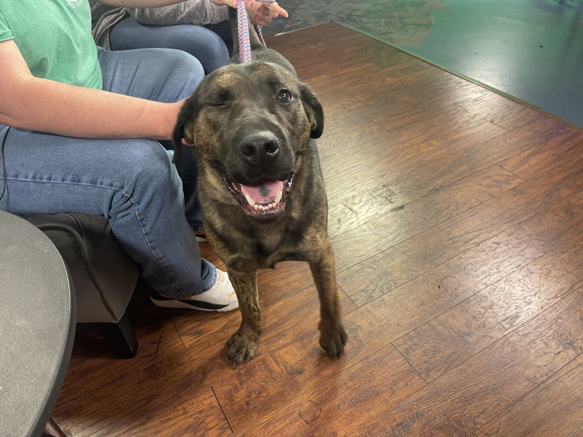 wtaptelevision's tweet photo. Meet Keanu, WTAP's Pet of the Week! He's a two-year-old Shepherd mix at the Humane Society of Ohio Valley. He's been voted as having the softest fur so far! https://t.co/4QkAQtpYtj https://t.co/ZsKBz9g4NX