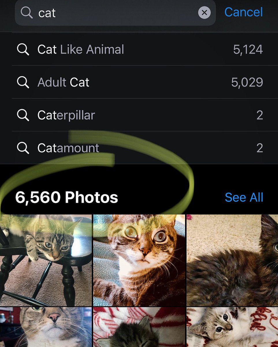msmon's tweet image. Went to search for a photo of the three-legged orange tabby who visits our front porch regularly. This could take a while … 
#lynxpointsiamese #CatsOfTwitter #catphotography