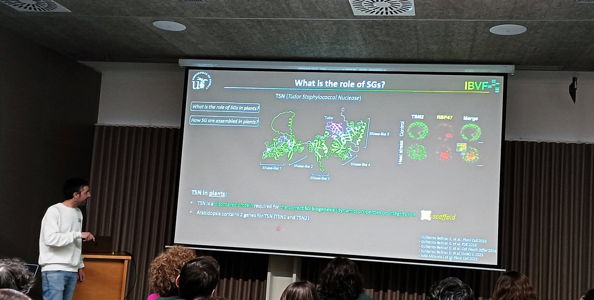 Great talk by @Gutierrez_EE about how stress granules have a central role in plant stress transduction signal!! @IHSM_CSIC_UMA