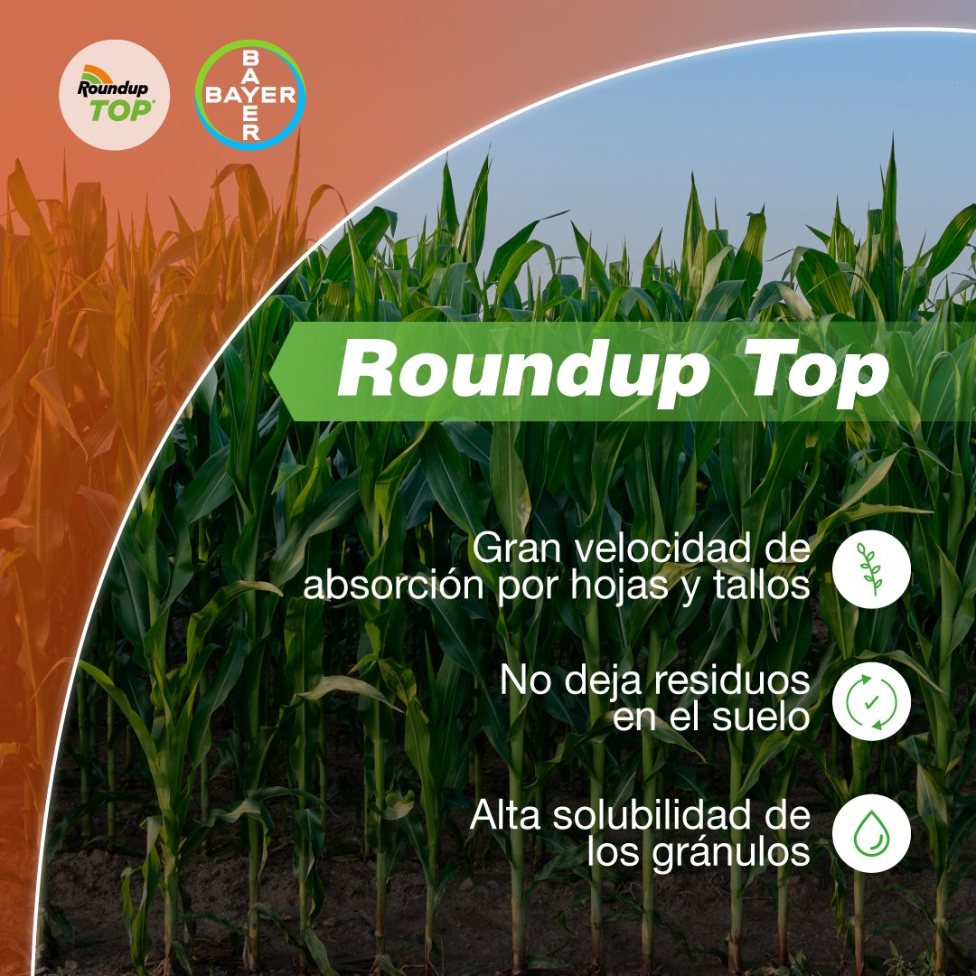 Bayer4CropsUY's tweet photo. Roundup TOP está enfocado en el cuidado de tu cultivo. Es el producto más concentrado de los líquidos, de carácter sustentable y de aplicación versátil que lo convierte en el producto más completo del mercado.

¿Qué esperás para aplicarlo?

👉Más info en: https://t.co/1Lk1fyNRGN https://t.co/PhQH6Nl9gH