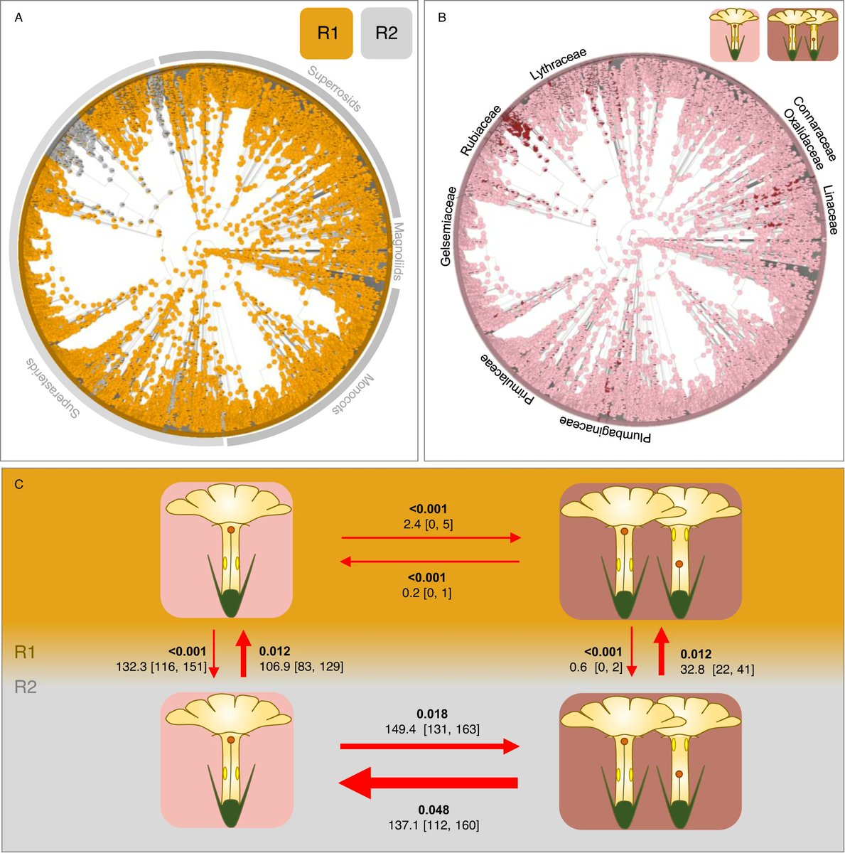 Marcial Escudero (@mescudero_carex) on Twitter photo 🔊Convergent evolutionary patterns of heterostyly across angiosperms support the pollination-precision hypothesis!!! 🌺🌹🌷🌸🪻🦋🐝🪰 <a href="/NatureComms/">Nature Communications</a> <a href="/FLAXMaTE/">FLAXMaTE</a> <a href="/unisevilla/">Universidad de Sevilla</a> <a href="/hsauquet_bgsyd/">Hervé Sauquet 🌈</a> <a href="/BotanicSydney/">Botanic Gardens of Sydney</a> <a href="/UNAM_MX/">UNAM</a> <a href="/univienna/">Universität Wien</a> <a href="/UKZN/">University of KZN</a> <a href="/UNSW/">UNSW</a> Find out more here👉 shorturl.at/chnL2 🔊Convergent evolutionary patterns of heterostyly across angiosperms support the pollination-precision hypothesis!!! 🌺🌹🌷🌸🪻🦋🐝🪰 <a href="/NatureComms/">Nature Communications</a> <a href="/FLAXMaTE/">FLAXMaTE</a> <a href="/unisevilla/">Universidad de Sevilla</a> <a href="/hsauquet_bgsyd/">Hervé Sauquet 🌈</a> <a href="/BotanicSydney/">Botanic Gardens of Sydney</a> <a href="/UNAM_MX/">UNAM</a> <a href="/univienna/">Universität Wien</a> <a href="/UKZN/">University of KZN</a> <a href="/UNSW/">UNSW</a> Find out more here👉 shorturl.at/chnL2