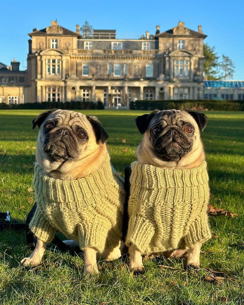 little_lil_pug Attitude is the little thing that makes a big difference 💚 #dogfriendlyuk #downhall #twinningiswinning #pugsisters #pugfamily #dogfuriendly #matchymatchy #dogjumpers #dogfriendlyhotel #pugloversclub #dogsofessex #essexdogs #puglovers #doglovers