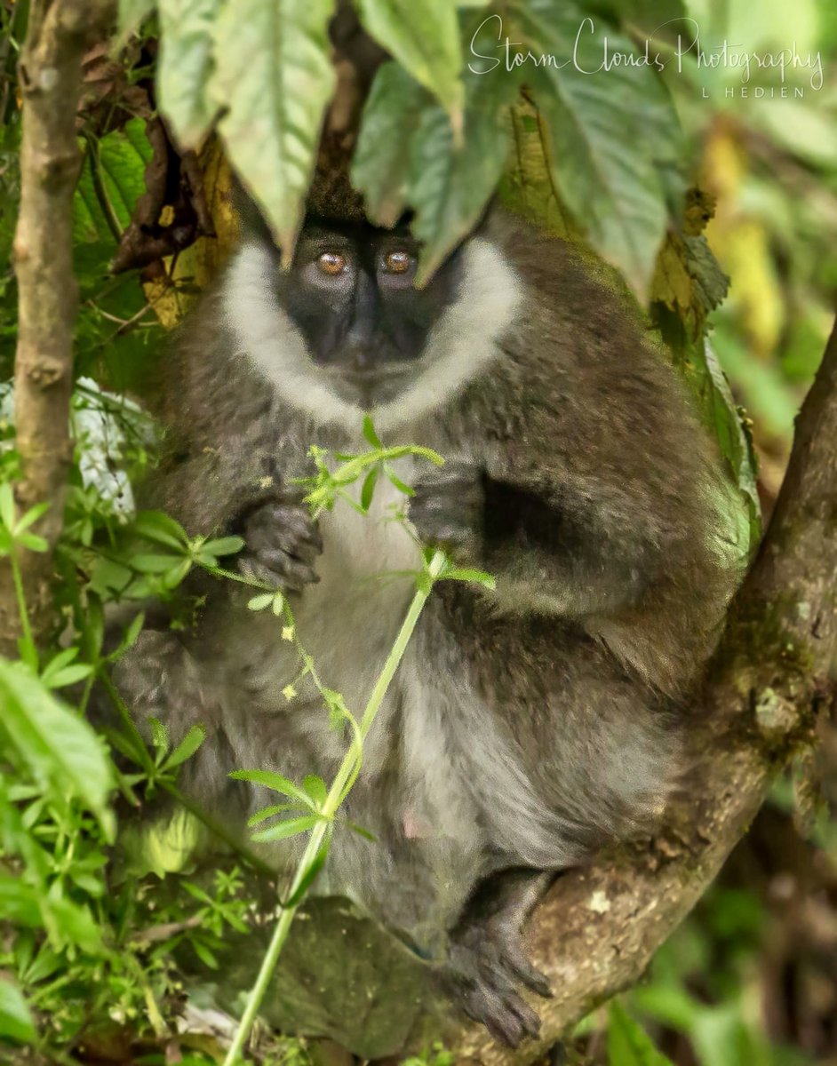 🇪🇹😎 An uncommon #Ethiopian #Highlands #vervet 🐵 #monkey . #travel #travelphotography #zcreators #z9 #nikon  #wildlifephotography #nikonoutdoors #Africa #scenic #beautiful #photography #natgeo #natgeophotos #natgeoyourshot @hey_ihadtosnapthat @riyets #discovery