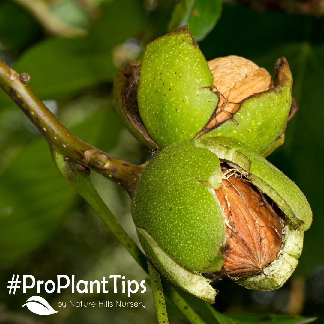 naturehills's tweet photo. If you're interested in planting a nut tree, make sure to check out our latest #ProPlantTips blog today!
Link: https://t.co/CC8MofaLRP https://t.co/GCJSraPWZS