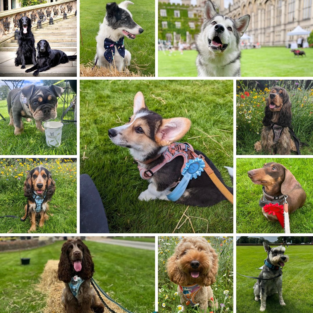 CarltonTowers's tweet photo. We are back for our second Carlton K9 event! Proudly supporting @The_NFRSA ๐ถ
๐
Saturday 1st June & Sunday 2nd June
โฐ 10am - 4pm
๐๏ธ ยฃ5 per person
https://t.co/Z5r0005dpU
#carltontowers #yorkshire #dogshow #dogs #dogclasses #TheNFRSA #whatson https://t.co/DXwmjFJoK4