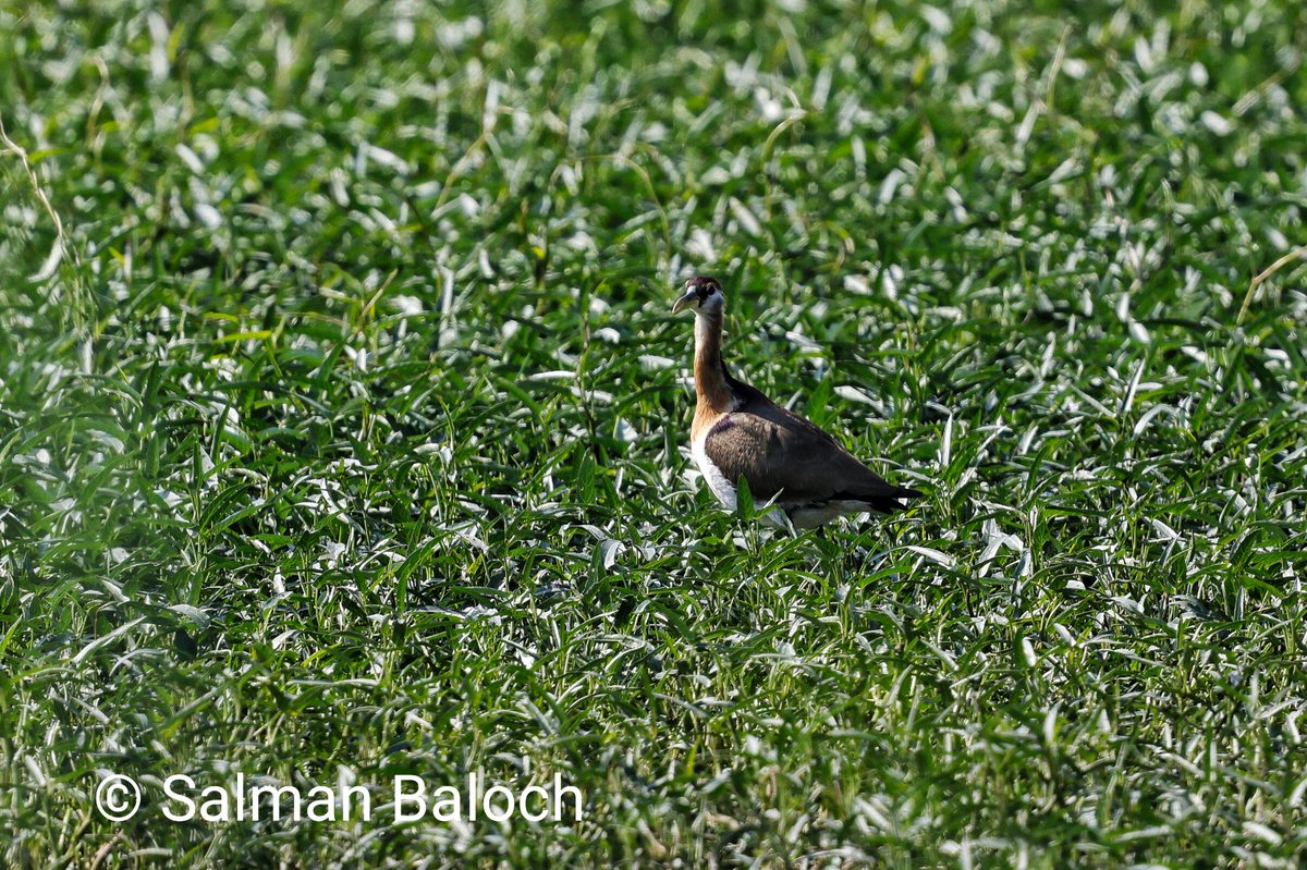 Once again #Malir is showing rare records for #Pakistan, here is Bronze-winged Jacana.
Habitats of Malir need to be protected by legislations, but unfortunately Sindh govt is not interested.
Greenbelt of #Karachi being converting into a concrete jungle!
#BirdsSeen2024
#SaveMalir