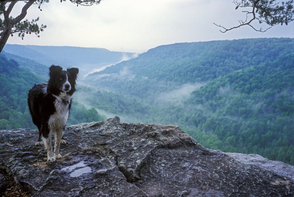 LandTrustTN's tweet photo. The Land Trust's Strategic Conservation Plan, Forever Tennessee, outlines multiple resource protection priorities, including scenic areas.

See the full plan: https://t.co/i4MnigRENV

#LandTrustTN #Conservation #Tennessee https://t.co/8KVs90V3MY