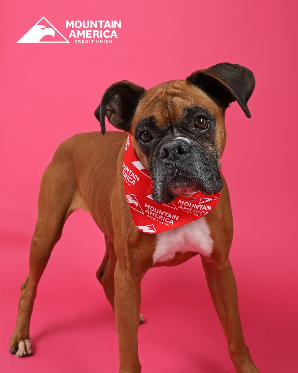 💕 We love LUCY! 💕 This sweet senior boxer is so perfect in our eyes, that she rarely ever has some 'splainin' to do 🐶 Our @MountainAmerica Pet of the Week has aged like fine wine! Add this sugar-snoot to your family today, or visit utahhumane.org/adopt to learn more 🍷