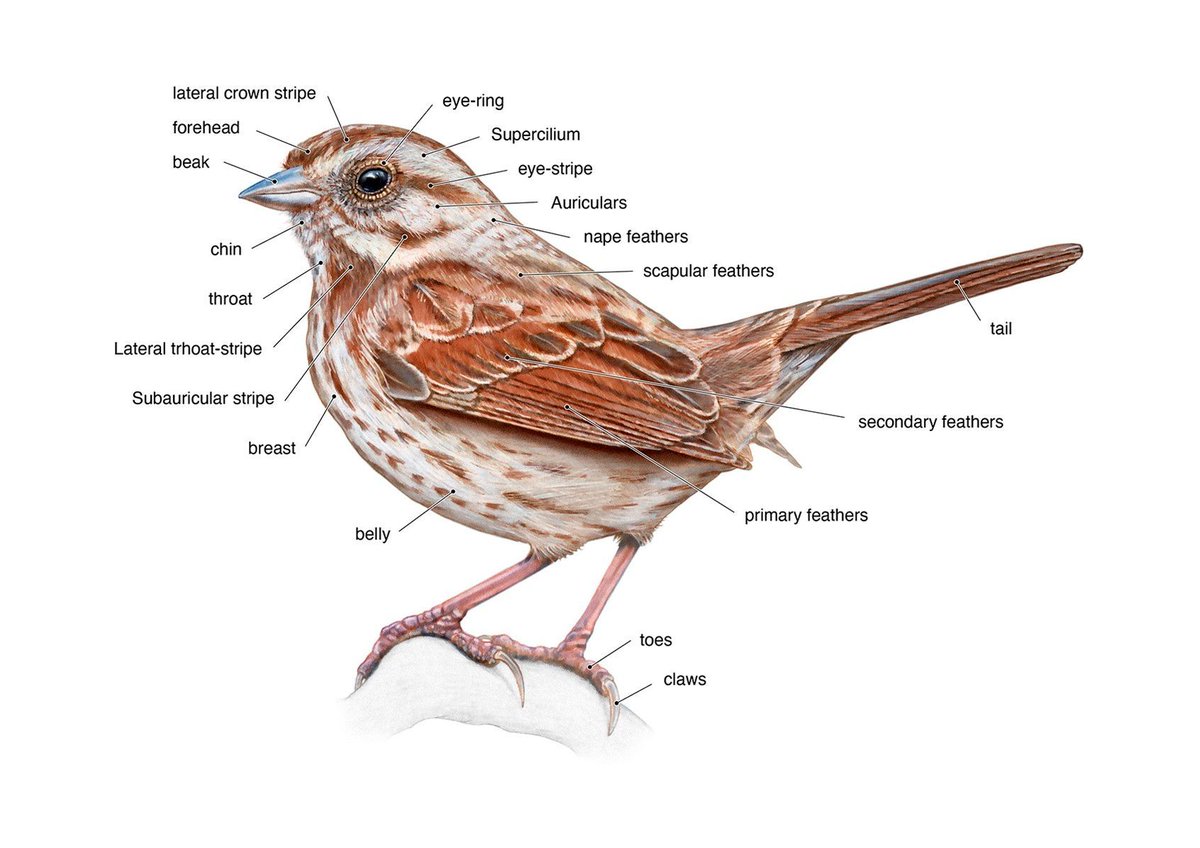 Medillustrates's tweet image. #SongSparrow, illustrated by @karinspijker.

Karin is a skilled #scientific and #medical #illustrator creating artwork with versatile techniques, helping publishers to tell their stories successfully.

Explore Karin Spijker's portfolio: buff.ly/3T2Z0L7  

#sciart #biology
