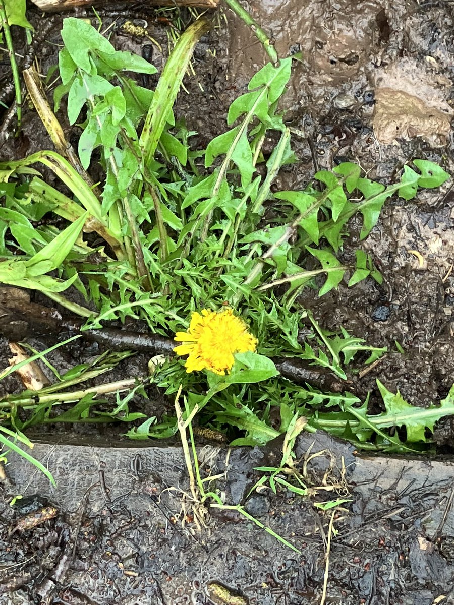 SarahsGarden12's tweet photo. The first #dandelion flower of the year.
“Dandelion - The teeth of the Lion 🦁” you can really see the lions teeth on these leaves.
Still far to Walt for it to pop up and say hello though 🥺
#SpringIsNearlyHere https://t.co/OJoKkGQkoq