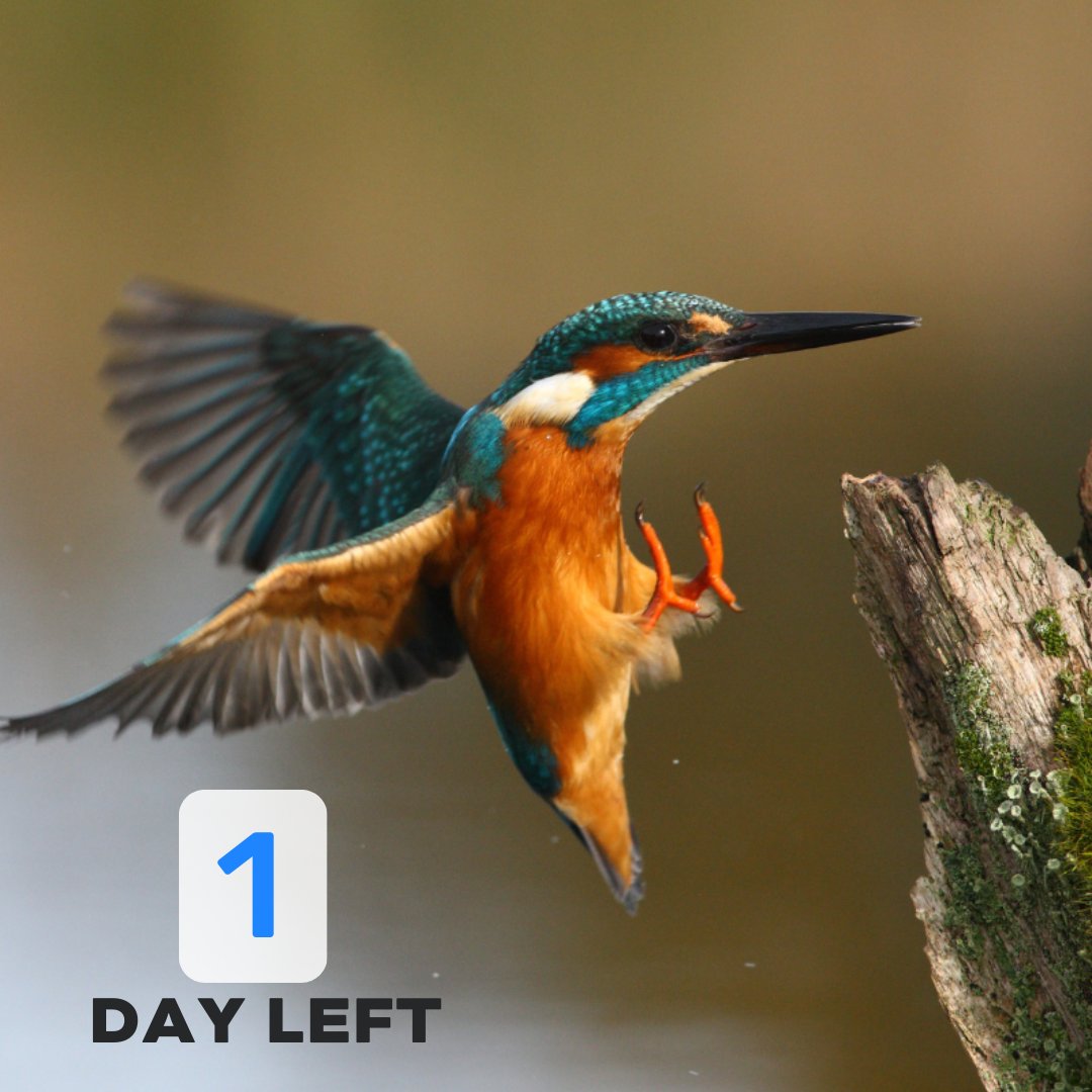 Only 1 more day to enter the Point Snap inspire Photo Challenge on Birda and be in for a chance to win an OM-5 Camera, lens and backpack! Photograph and log 5 species before midnight (GMT) tomorrow, and you could be our next prize-winner!! #birda #birdphotography #OMsystem