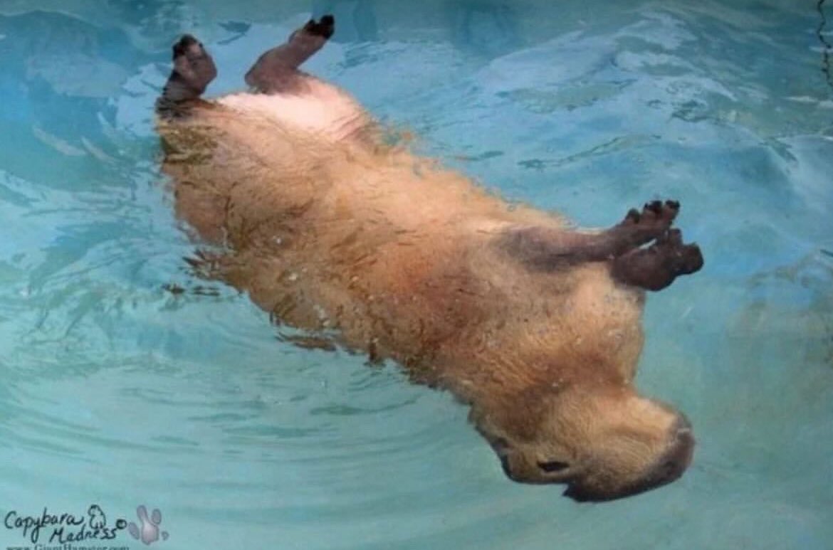 he perfected the capybackstroke