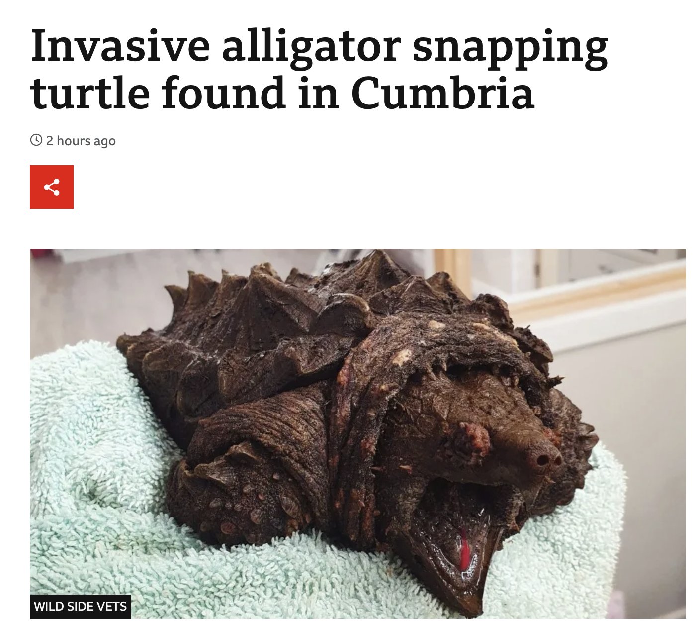 Snapping Turtle Meme