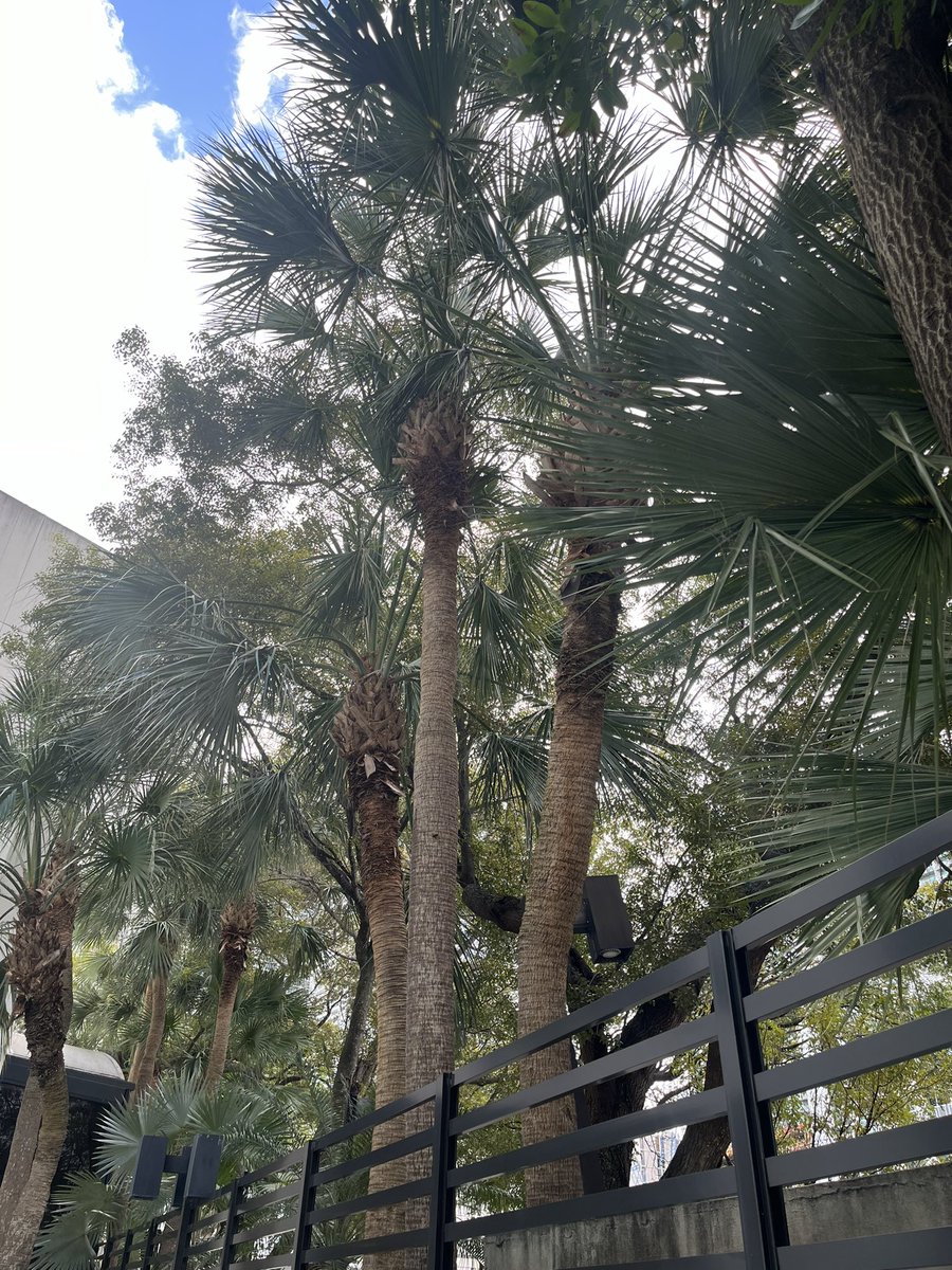 tazhacker1971's tweet image. Enjoy my Vacation in Miami before boarding a Carnival Cruise 🚢 ship tomorrow!!🥳😎😁