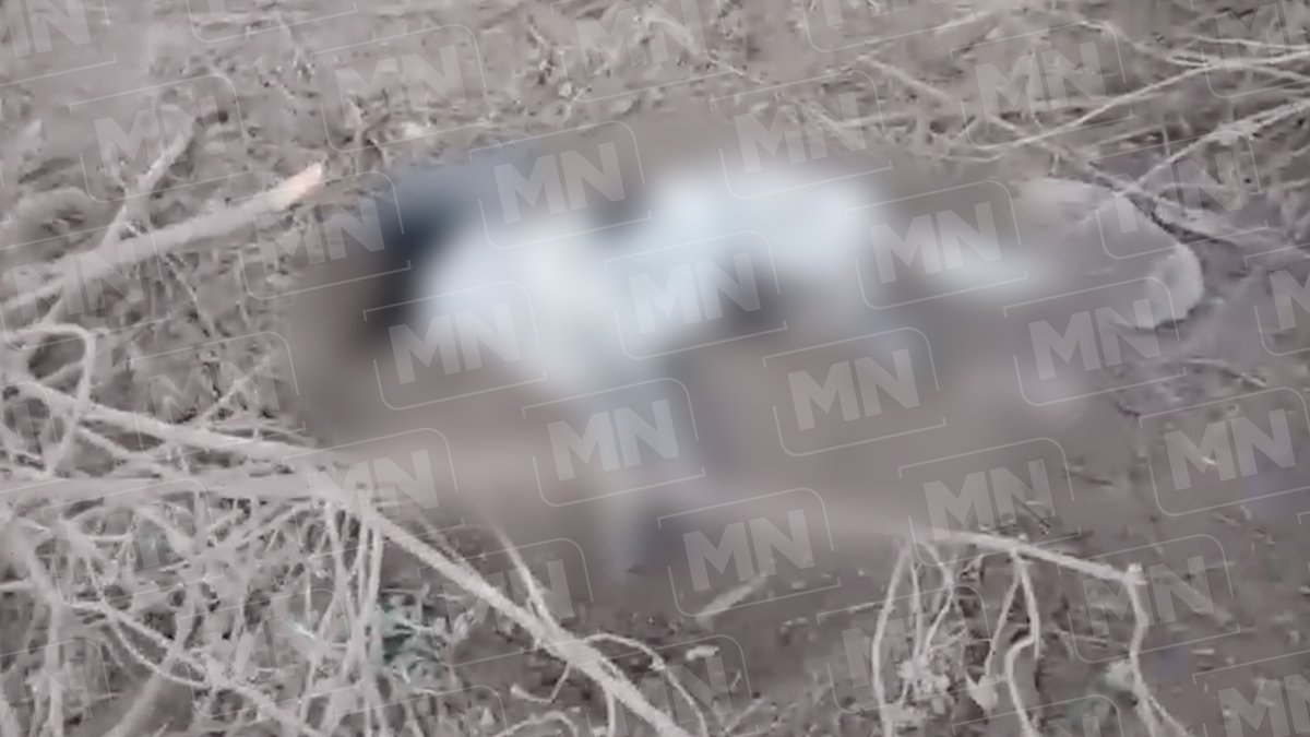 MeganoticiasTEH's tweet photo. 🚨Denuncian nuevo caso de maltrato animal en San Bartolo #Teontepec, perteneciente a #Tepanco de López, abandonaron en un predio una borrego muerto con veneno, perritos se aceraron y con solo olfatear murieron casi inmediatamente🤬
#MEGAnoticias #Tehuacán 📲💻🖥 https://t.co/e0iXl5wPTh