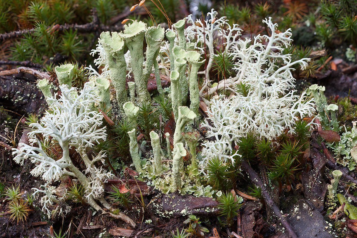 Nature Alberta tweet media