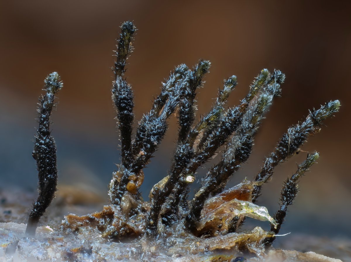 Last year CA FUNDIS Collector Stu Pickell found and photographed this relatively unknown fungus, Pyrenophora seminiperda. His collection (iNat ID: 151056601) was the first ever observation of this species on iNaturalist