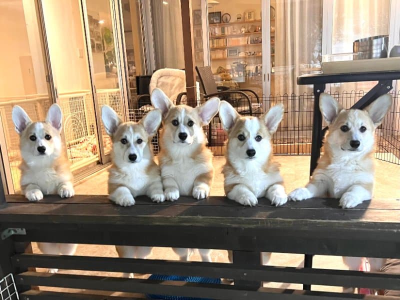 CharmingCorgi's tweet image. 