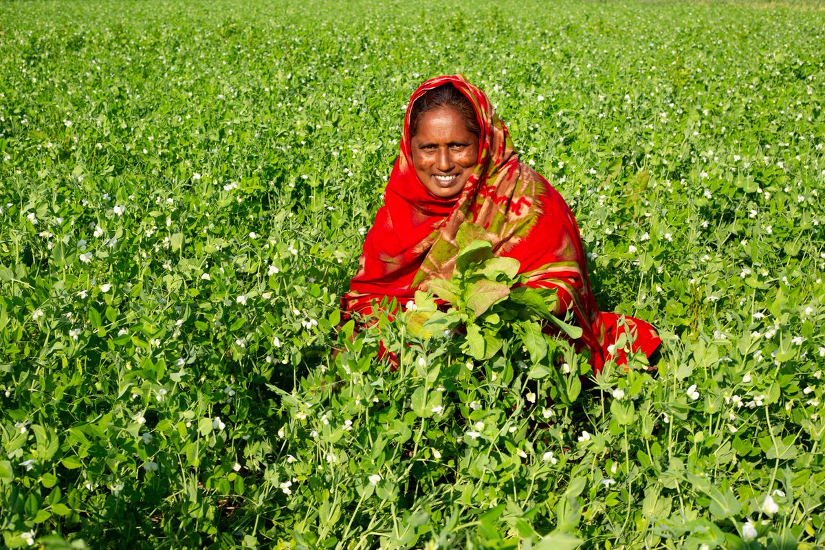 C_SUCSeS's tweet image. The Climate Smart Relay Technology introduced by BARI under the C-SUCSeS project is revolutionizing farming practices in Bangladesh. Farmers are now achieving extensive crop yields without the need for extra cultivation, time, labor, or financial expenses.