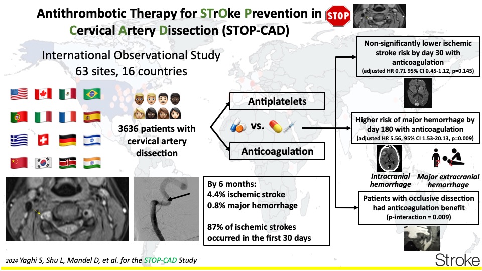 🧵#ISC24 Results from the multi-center STOP-CAD study: Exploring cervical artery dissection #CAD treatments, anticoagulation vs. antiplatelet therapy reveals a trend toward lower ischemic stroke risk with anticoagulation, mainly in those with occlusive disease.