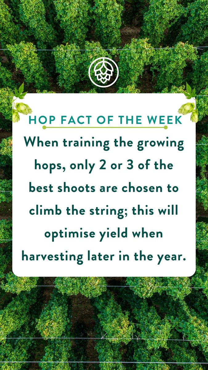 CharlesFaram's tweet photo. Training our hops for success! 🌱 Selecting only the top 2 or 3 shoots to climb the string optimises yield during harvest season. 🌾🍻 #HopFact #HopTraining #OptimisedYield #HarvestSuccess https://t.co/OgqEkBXrEX