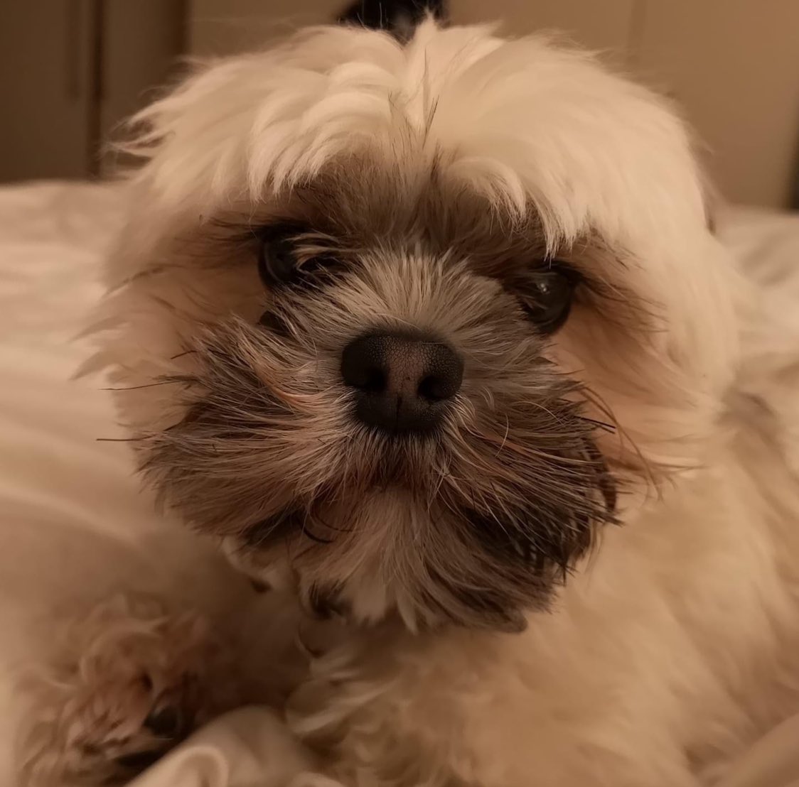 This banana looks just like my dog