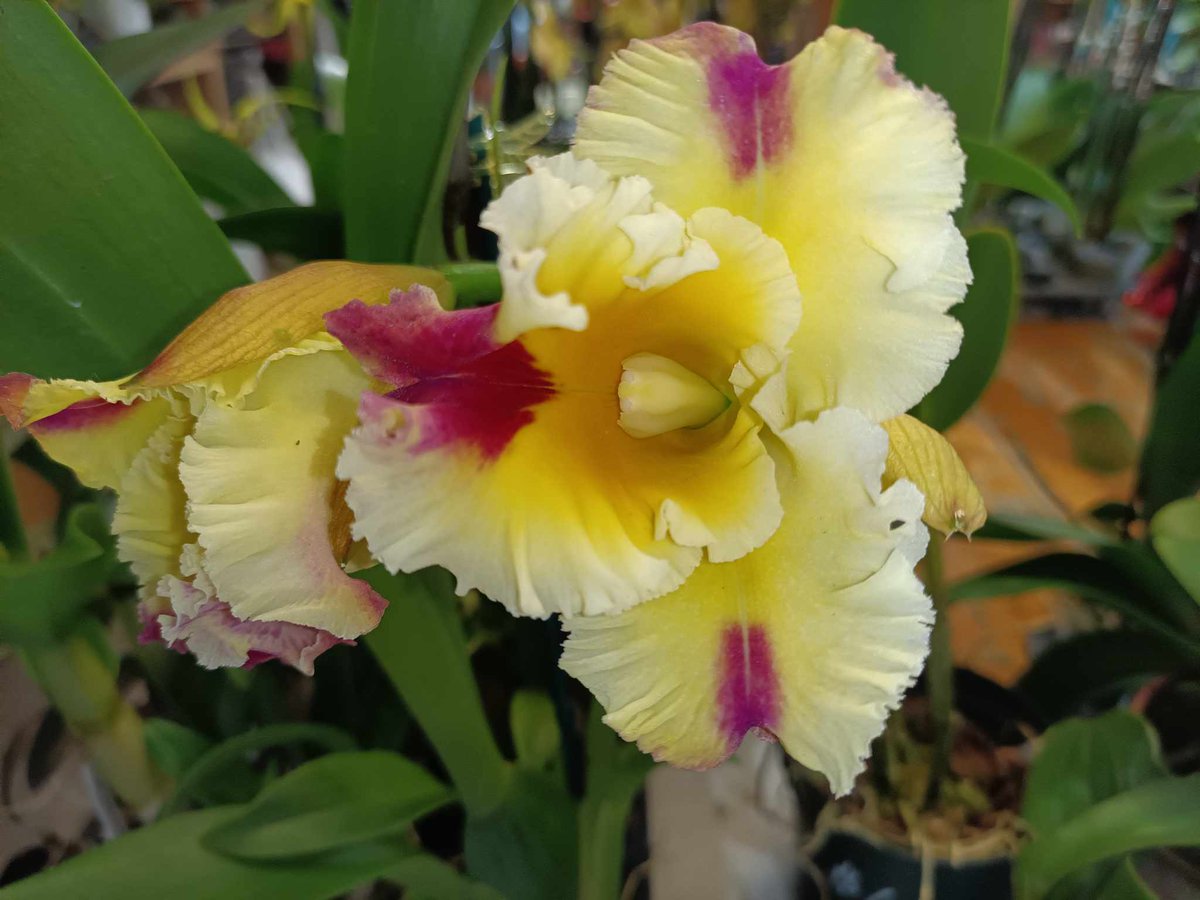 #valentines Day #orchids are in at Orchid Express &amp; Leasing! From miniatures, to Cattleyas, to fragrances, we have all of your orchid needs here! Come by today and pick yours, or call us! 713-526-0018. 111 Heights Blvd. #valentinesgift #smallbusiness #orchidlover #plants