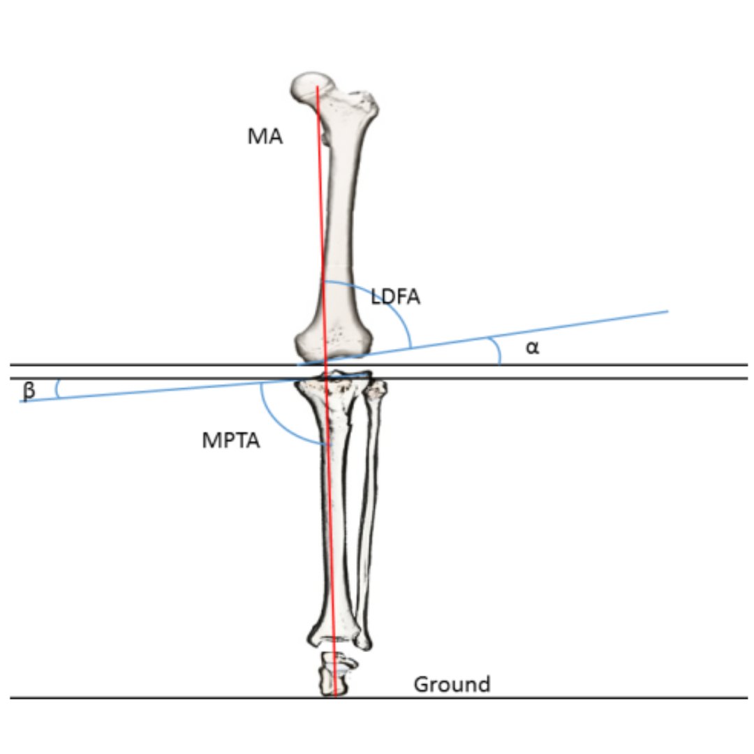 Bone & Joint Open tweet media