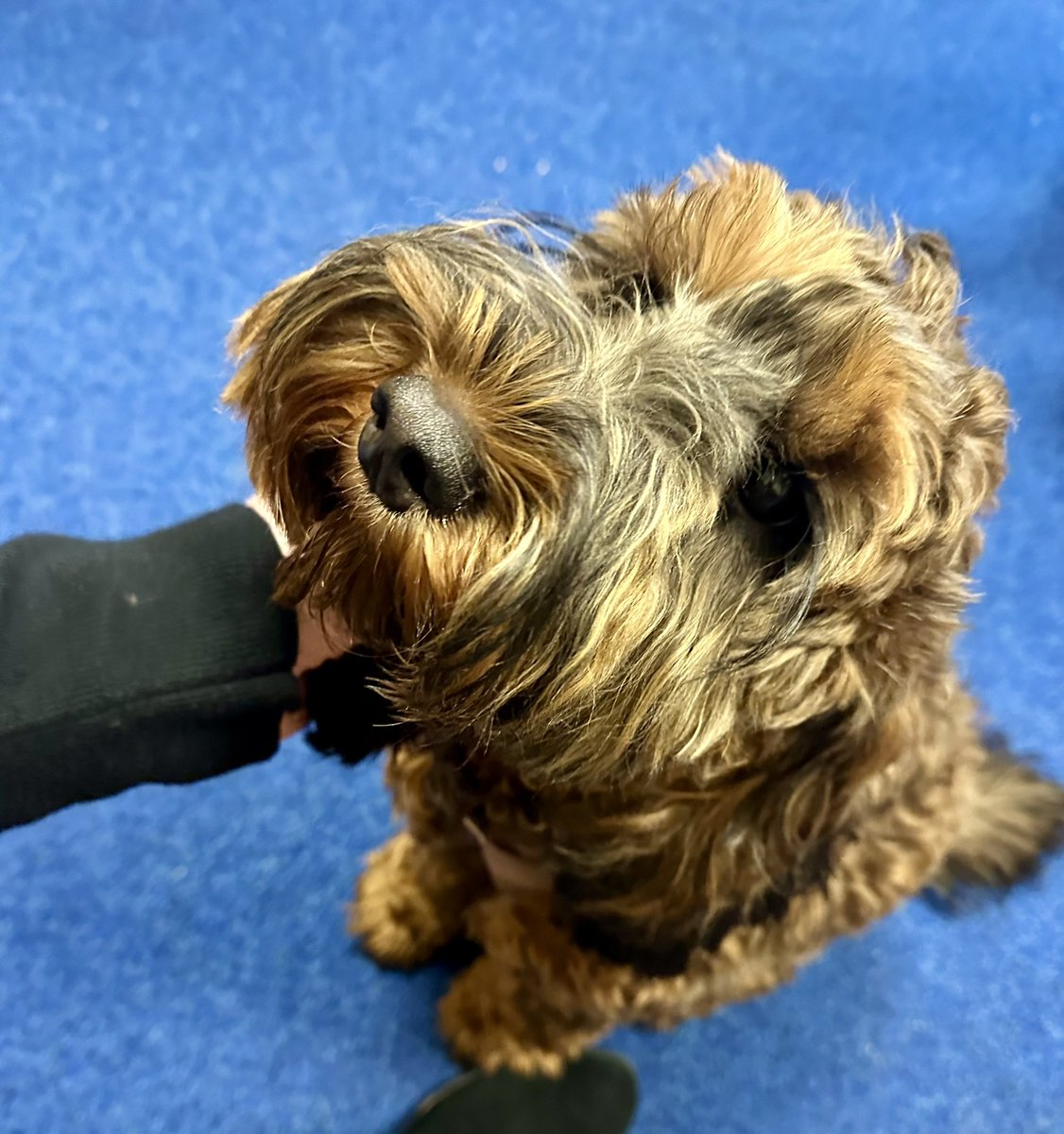 Visited the lovely <a href="/Hollymountbury/">Holly Mount RC Primary</a> today and met the gorgeous Riley! 🐾 What a joy to have such a wonderful school dog - in the brief time I was there so many children enjoyed contact with her 💙