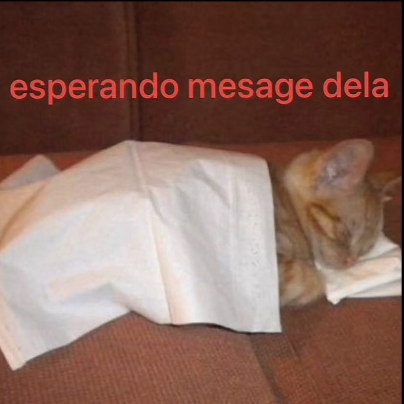 perfil dedicado a gatinhos e peitos (@odeiootaco) on Twitter photo 