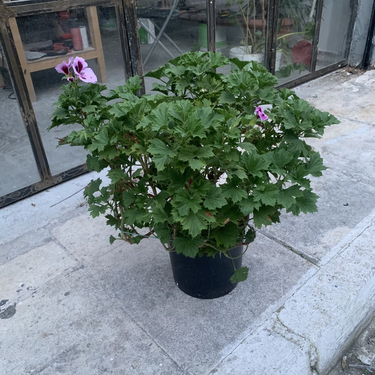 JasonSimpsonArt's tweet photo. Final inspection after my new @dremel attachment and diamond rifflers on my practice piece #Happy #FinalStraight #Stonecarving @kallergifour #PentelicMarble #Marble #Metaxourgeio #Athens #Greece 
📸 @t0ne156 

Collecting new plants at the studio with a new geranium #wellbeing https://t.co/OWrpFv1Kxl