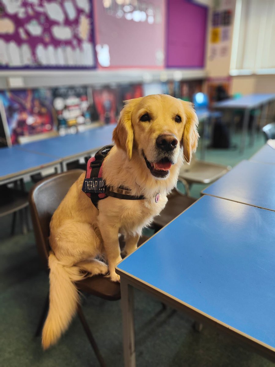 Bella the Therapy Dog tweet media