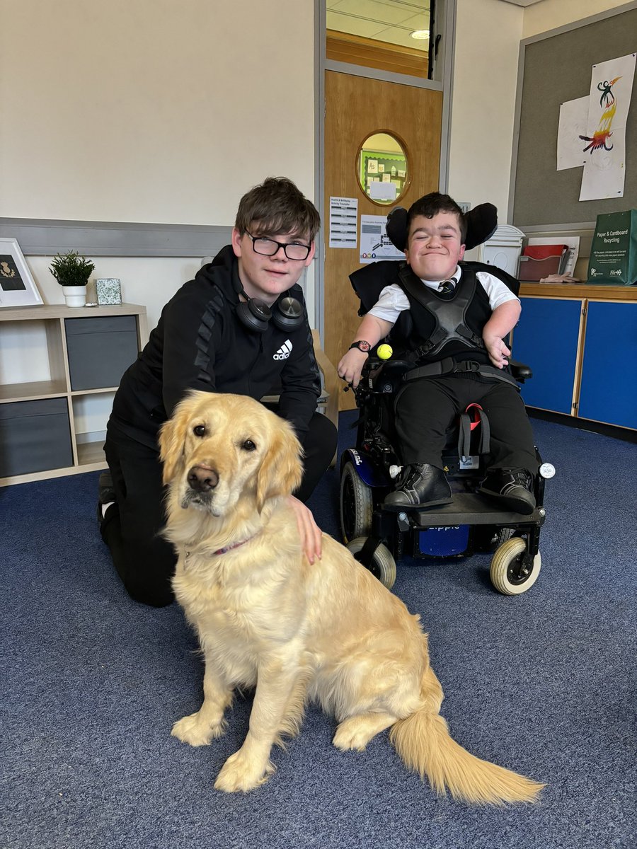 Bella the Therapy Dog tweet media