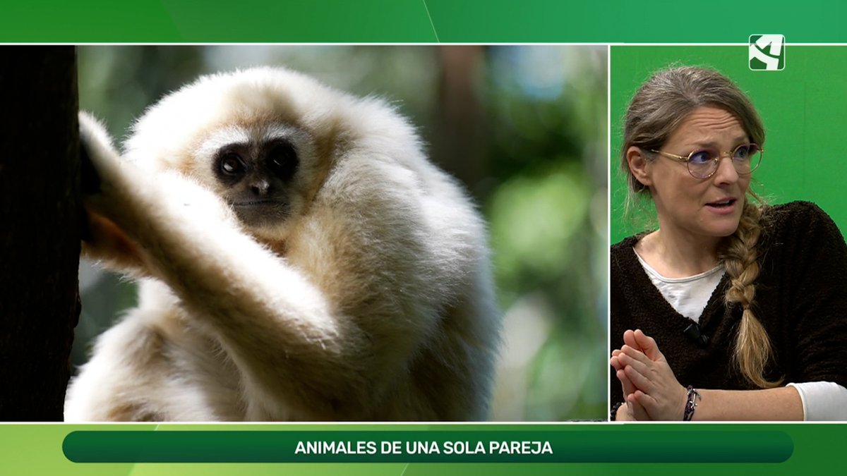 🤔 ¿Se celebra San Valentín en el reino animal? 💘

👉 Conocemos de la mano de la bióloga Andrea Rodríguez algunos casos de animales monógamos.

#EstaEsMiTierraATV
