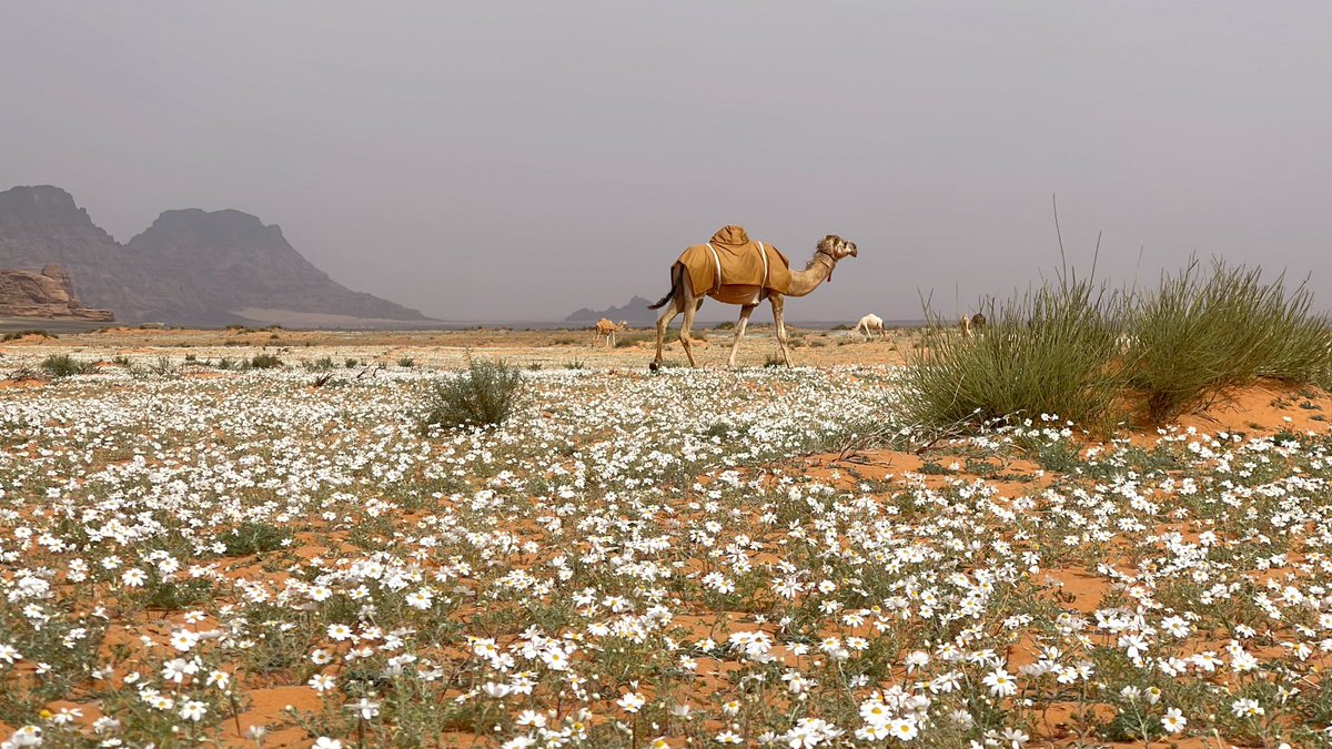 j99_aa's tweet photo. 1 :

الربيع من اجمل فصول السنة حيث تستيقط الطبيعة من سباتها 🌱 ، في لوحة خلابة ابدعها الخالق سبحانه ، وسط الجبال والرمال زهرة الاقحوان بجمالها ورائحتها العطرة تزين المناطق التي غرب حايل و اكتمل المنظر بمشاهدة الابل وسط الربيع 🌼🐪.
 
📍غرب #حايل وتحديدًا حبران
 📸 ٢٨ / ٧ / ١٤٤٥ https://t.co/u1Dyv3ZzH5