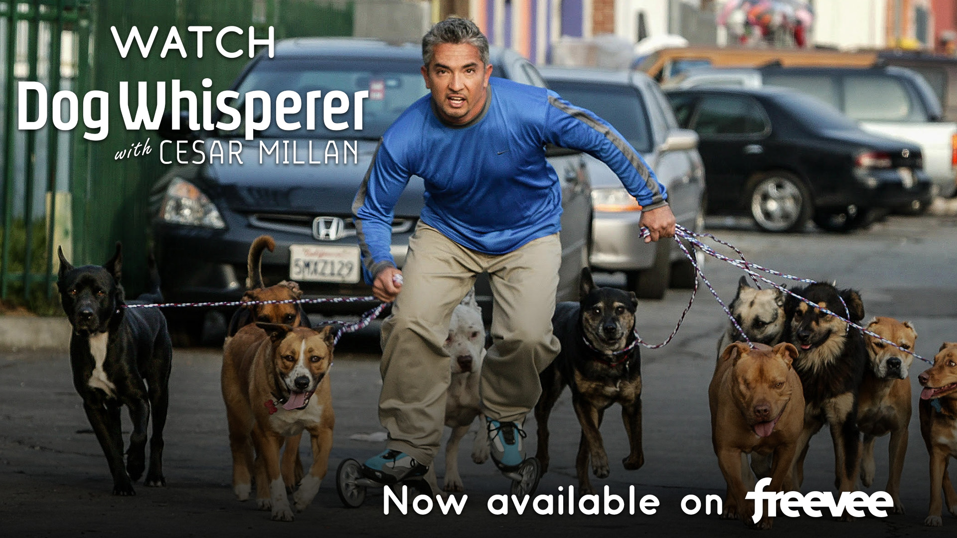 Dog whisperer on sale watch online