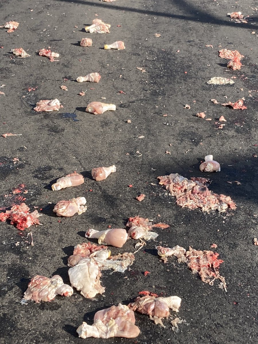 danaMpatton's tweet photo. The crossing guard and I are laughing bc you have to love this weird Jersey City. There’s a bunch of skinless chicken pieces and a bag of rosemary scattered across Grand. Catering job gone bad. https://t.co/GzQulwJSXO