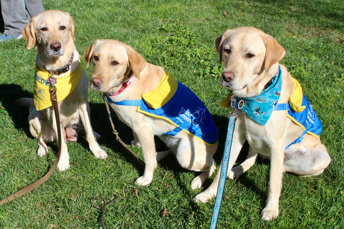 San Jose Sharks tweet media