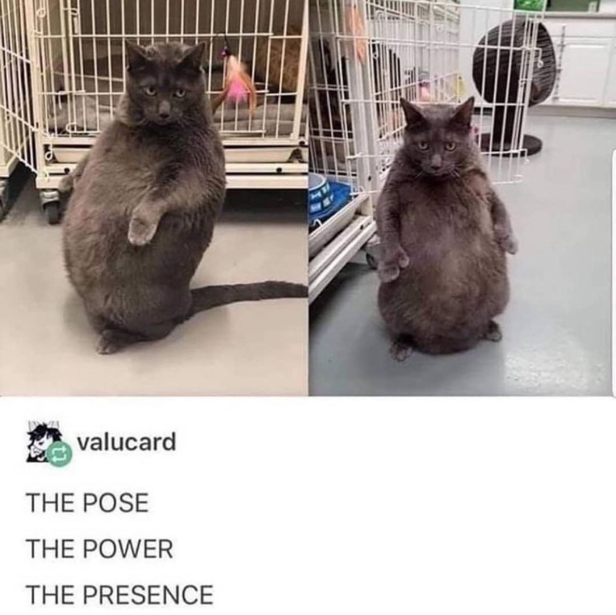 PostsOfCats's tweet photo. https://t.co/pCgifpnFSC