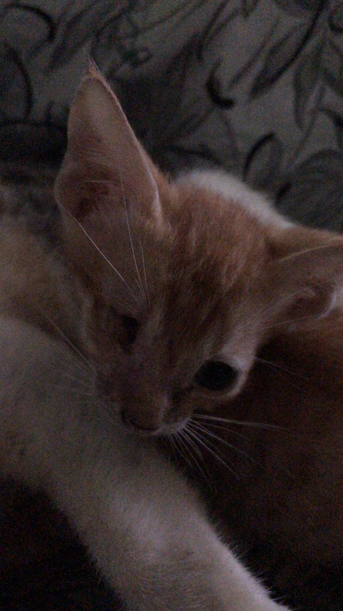 snkrart's tweet photo. @HbarHalo Marley, Lovely name and finally at home ❤️

Rescued this beauty from too. She lost her eye but she’s a fighter. https://t.co/rMJBE4zUxn