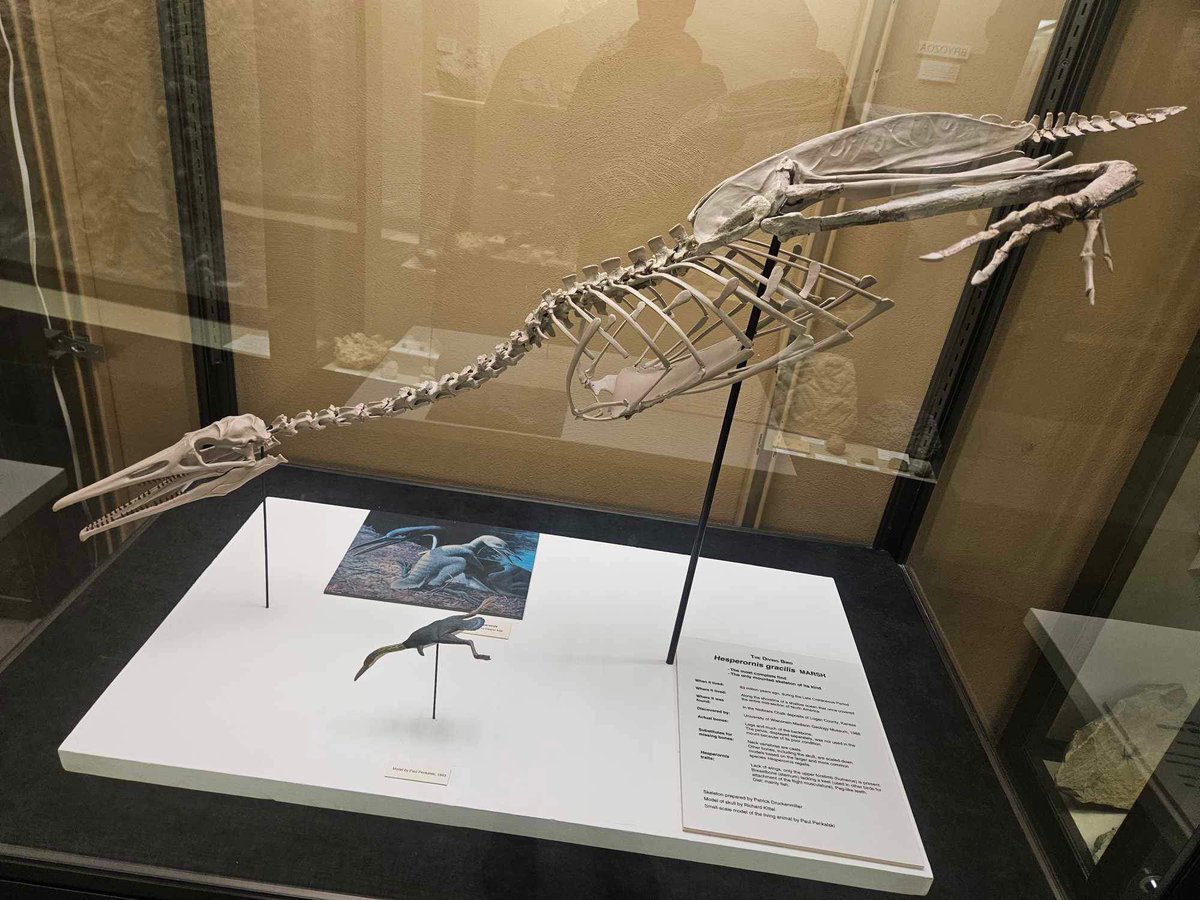 buceau_'s tweet photo. My partner got to see a hesperornis skeleton at a museum today on a work trip and I didn’t and I’m screaming https://t.co/S4hisDiC5T