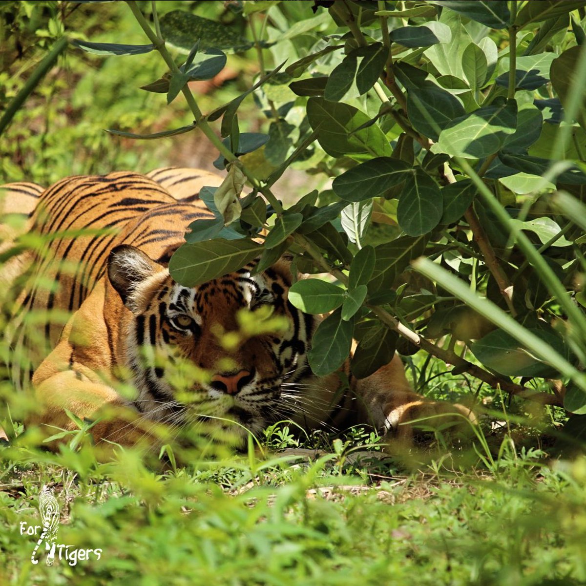 ForTigersOrg's tweet image. I see it coming... the #weekend is nigh! 
What are your plans this weekend? 🏈🔴🐉🤷‍♀️