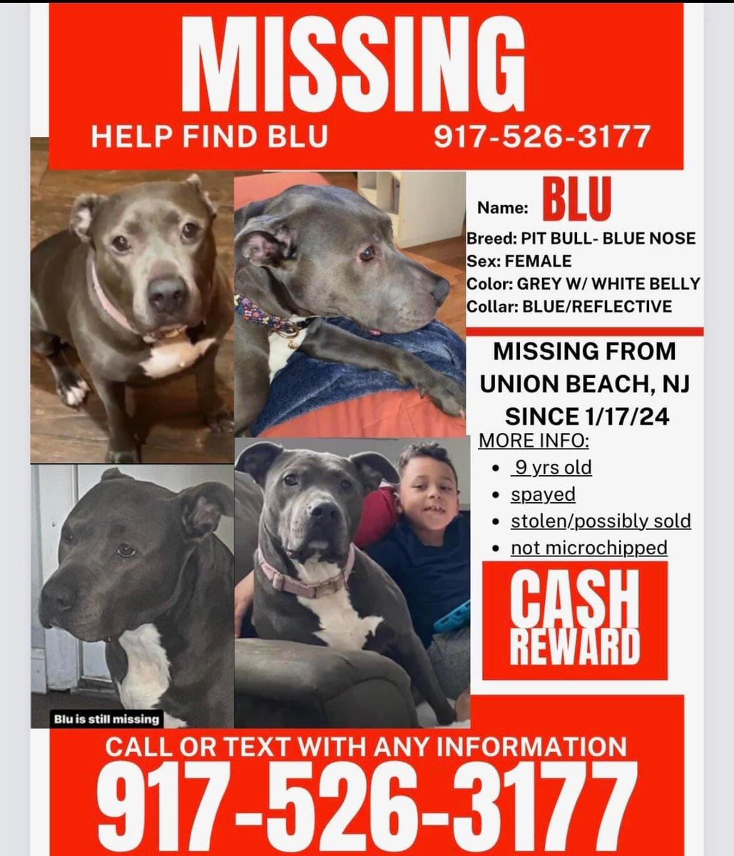 Pit Bull Guru tweet media