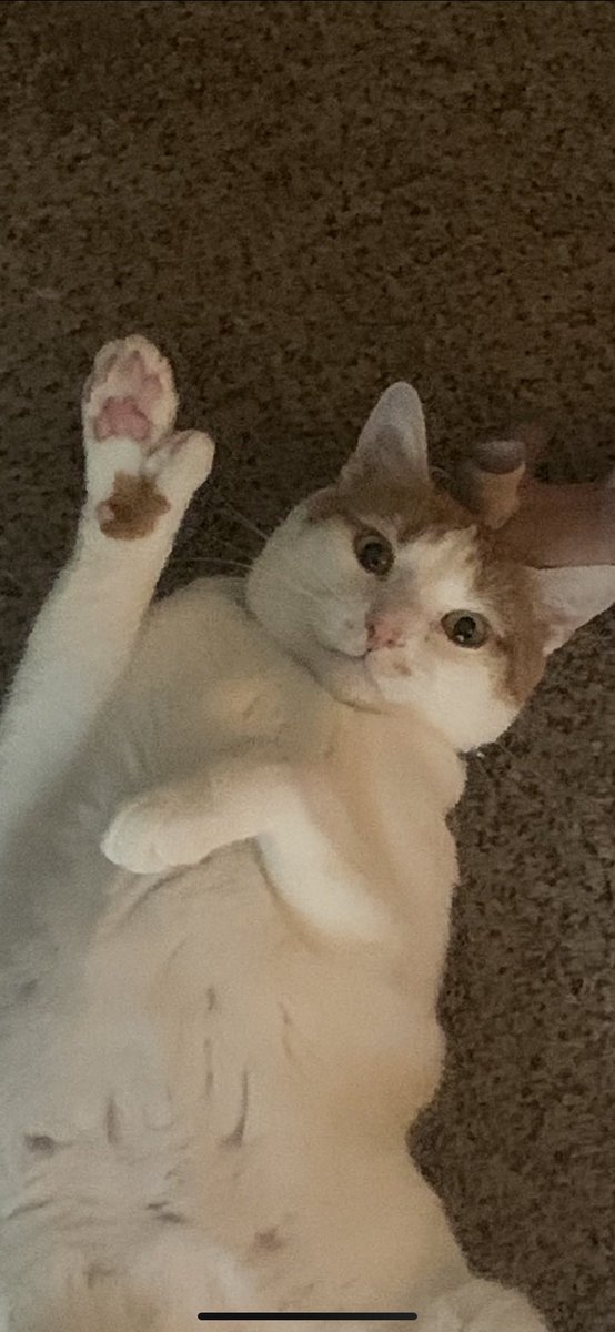 MrRodgers20's tweet photo. @lernvsradio Skipper says hi and have a good weekend too! https://t.co/iWb2MICO3c