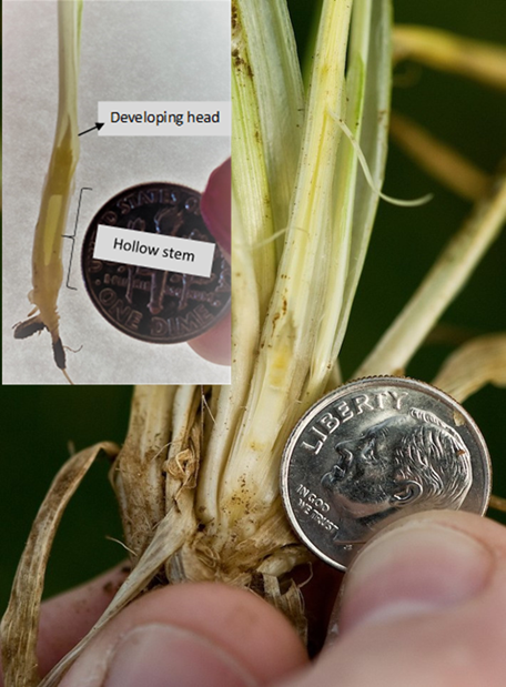 OSU_smallgrains's tweet photo. The latest first hollow stem results from the OSU forage trials in Stillwater and Chickasha are reported below.

First Hollow Stem Update – 2/9/2024 https://t.co/venYfvppLq https://t.co/5iEz7ftz0D