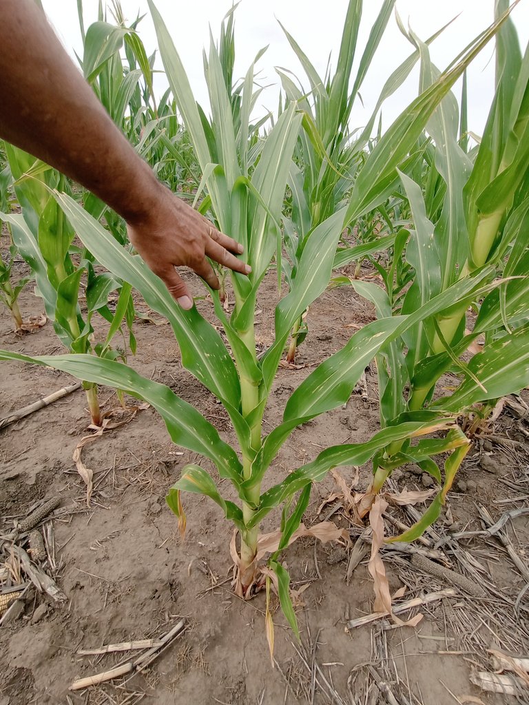 _Saraska's tweet image. Complicado #Maiz #Tardio en #CnelDorrego y a la espera de una lluvia que no llega...